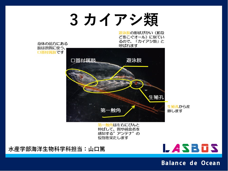 海洋ベントスの生態学 海洋ベントスの生態学 | NDLサーチ | 国立国会図書館